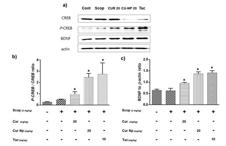 The neuroprotective potential of Cur NPs by modulation of CREB-BDNF signalling in scopolamine treated mice brains were determ ined using western blot protein expressions of CREB/BDNF markers