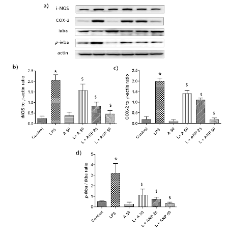 The effects of A and ANP on pro-inflammatory mediators in LPS stimulated BV-2 microglial cells. BV-2 cells were incubated with the described concentrations of drugs for 1h before LPS induction and incubated for 24 h and the cell lysates were analyzed by western analysis – a) western blots and the quantitative graphs for the protein expressions of b) iNOS, c) COX-2 and d) p-ikba/ikba ratio were represented