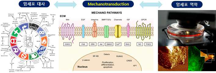 암세포 대사-역학 상관관계를 통한 Mechanotransduction 연구