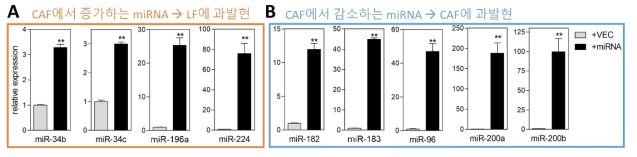 CAF와 LF에서 해당 miRNA 과발현