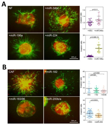 생쥐 폐암세포와 LF 및 CAF를 co-culture 하여 spheroid invasion assay 실시