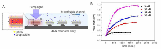 A. 개발된 온-칩 센서를 통해서 스트렙타비딘-바이오틴의 상호작용을 측정하는 방법에 대한 그림. B. 실시간 측정된 농도에 따른 스트렙타비딘과 바이오틴의 interaction으로 인한 공진 모드의 이동 결과