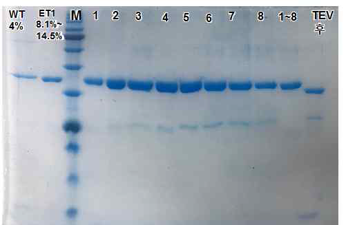 p120-RasGAP단백질 정제
