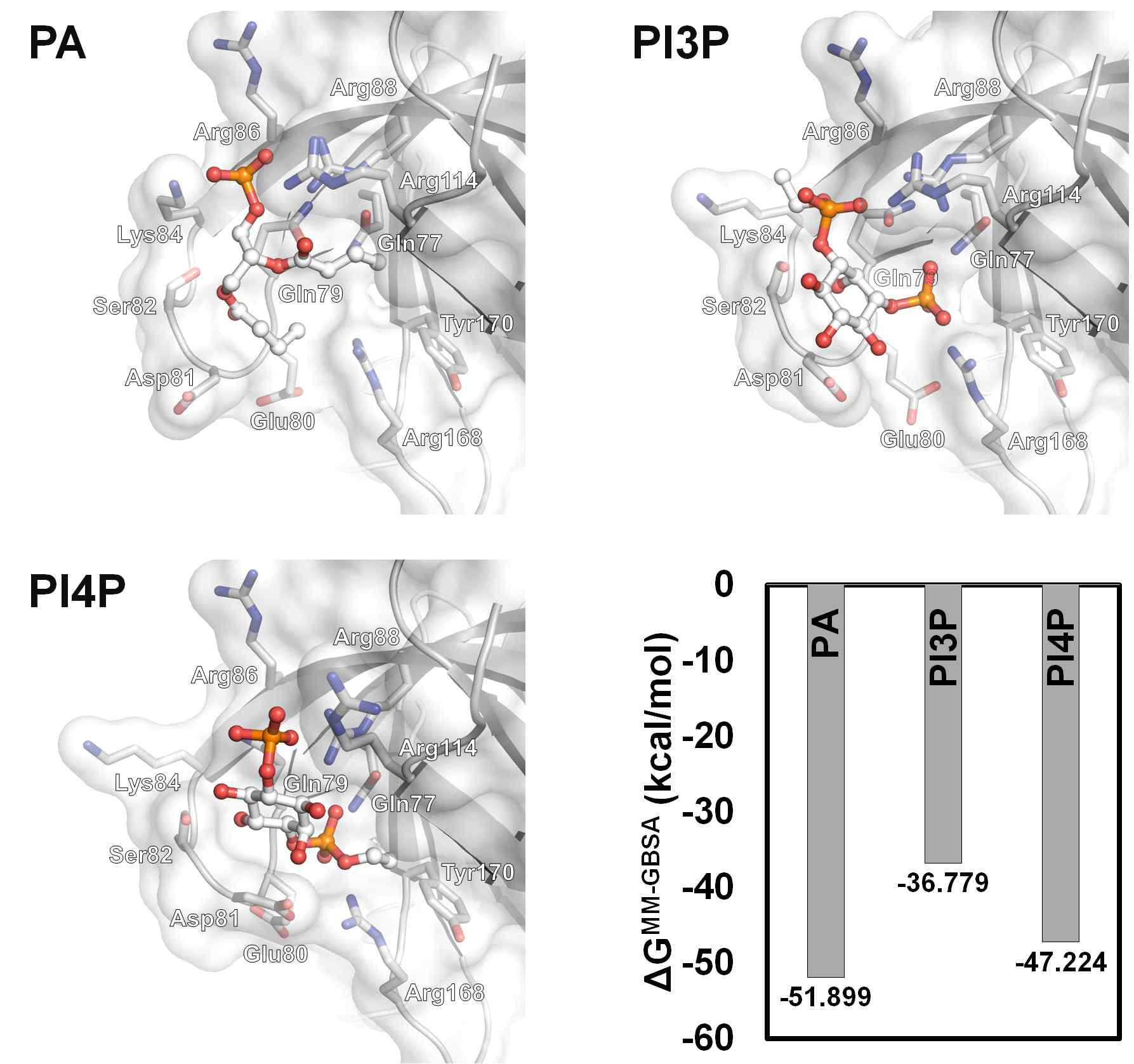NIBL1과 여러 lipid head group과의 결합모델 및 결합에너지