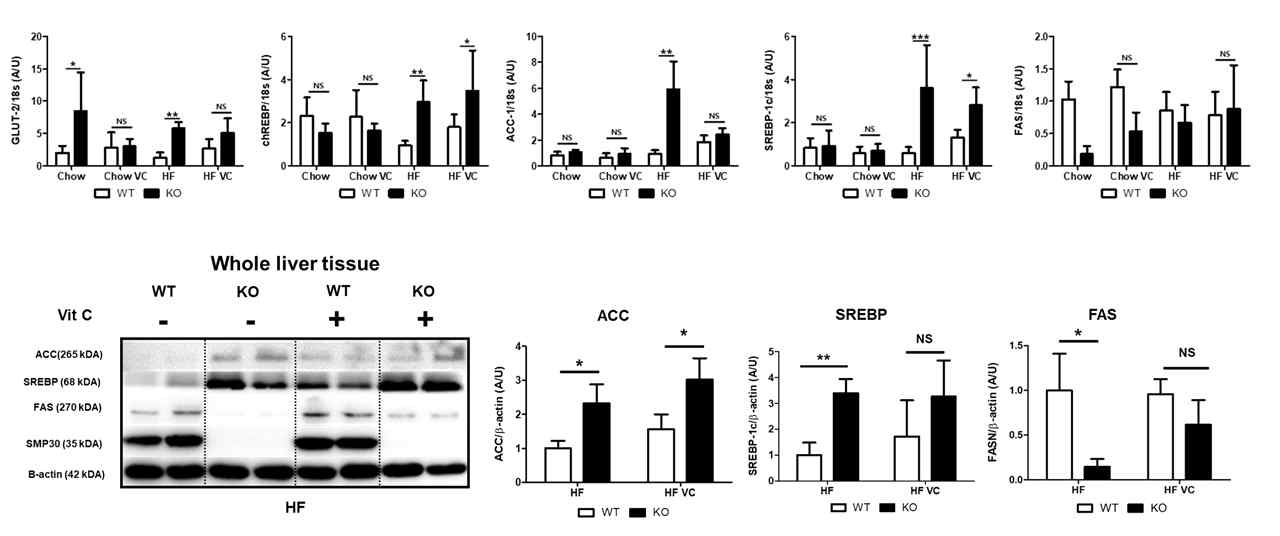 비타민C 결핍 마우스는 ACC-1 및 SREBP-1c와 같은 상위 signaling pathway의 현저한 증가에도 불구하고, 이러한 단백질의 down-stream target인 FAS가 감소한 것을 보여주었다