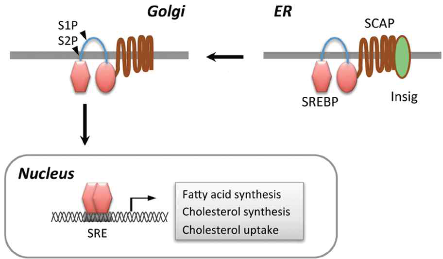 SREBP-1c는 활성화시 골지체를 거쳐 핵 내로 이동한 뒤 Fatty acid synthesis (FAS)를 전사시킴