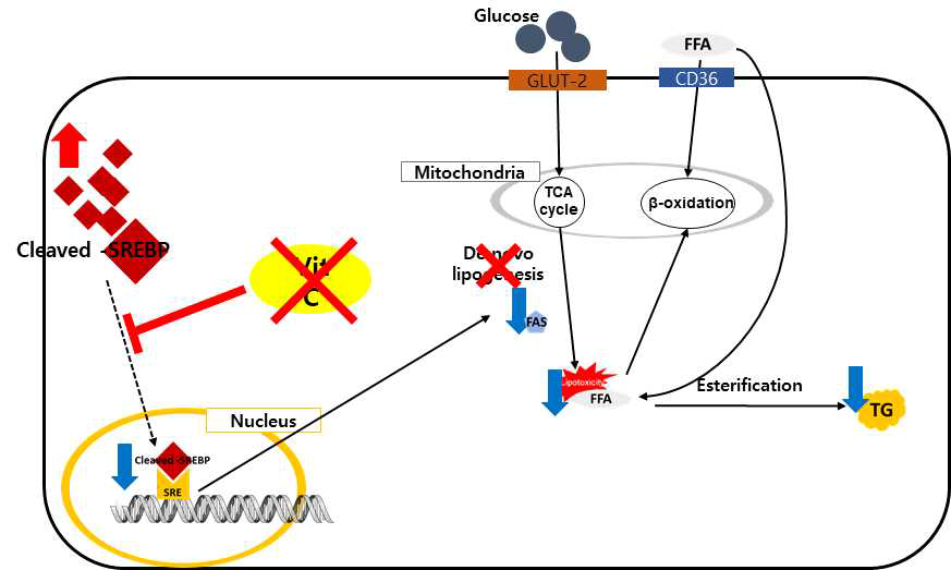 본 실험의 간략한 Graphical abstract. 비타민C 결핍은 SREBP-1c의 핵 내 이동을 억제하며 이로 인해 Acetyl-CoA을 중성지방으로 전환시키는 De novo lipogenesis 경로가 차단됨