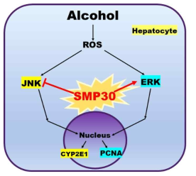 알코올성 간 질환 모델에서 SMP30의 역할에 대한 예상 메커니즘. SMP30은 JNK 및 CYP2E1의 발현을 증가시키고, ERK 및 PCNA는 억제함