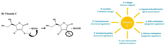 비타민C는 생체 내 활성산소의 제거를 통해 항산화제로써 작용할 뿐 아니라 (좌측), 생체 내에서 다양한 물질대사 기전에 영향을 미치는 것으로 알려져 있음 (우측)