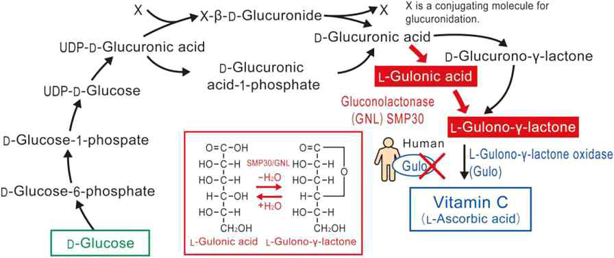 SMP30는 D-Glucose에서 비타민C를 합성하는 과정에서 필수적인 역할을 수행하며, 결과적으로 SMP30 Knockout 마우스는 비타민C 결핍증상을 보임