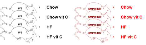 각 마우스 그룹은 SMP30의 Knockout 유무, 고지방식의 급여 유무, 비타민C의 급여 유무에 따라 총 8 그룹으로 분리