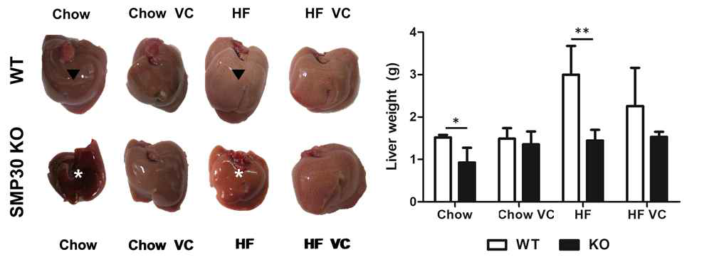 비타민C 결핍 마우스의 liver(Asterisk, white)는 정상 마우스(Arrow head, black)보다 확연히 더 작은 크기와 붉은 표면 그리고 유의성 있게 가벼운 무게 수치를 보임