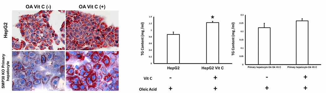 동물실험 결과와 유사하게 비타민C 결핍 간세포에서, 비타민C 투여에 의해 Oil-red O positive area 및 세포 내 중성지질 수치가 증가함