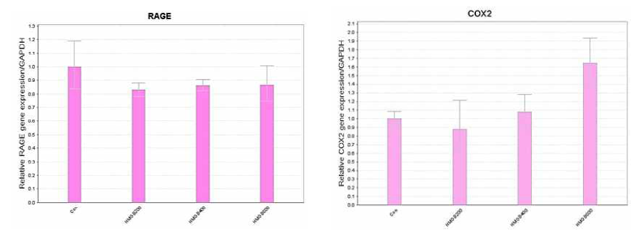HGL5 cell에서 rHMGB-1 처리에 따른 RAGE, COX2의 RNA expression변화