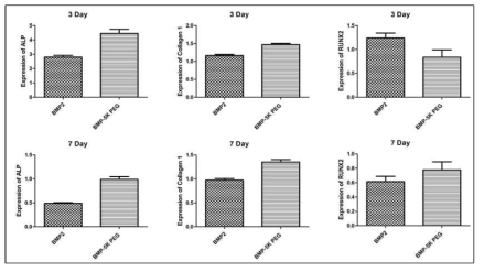 rhBMP-2와 PEGylated rhBMP-2(5K)의 osteogenic bioactivity를 qRT-PCR로 확인함