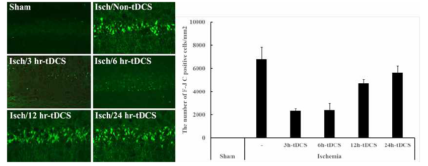 뇌허혈 유발 후 3시간, 6시간, 12시간, 24시간에 각각 tDCS 적용 후 해마 CA1 영역에서 Fluoro-Jade C 염색