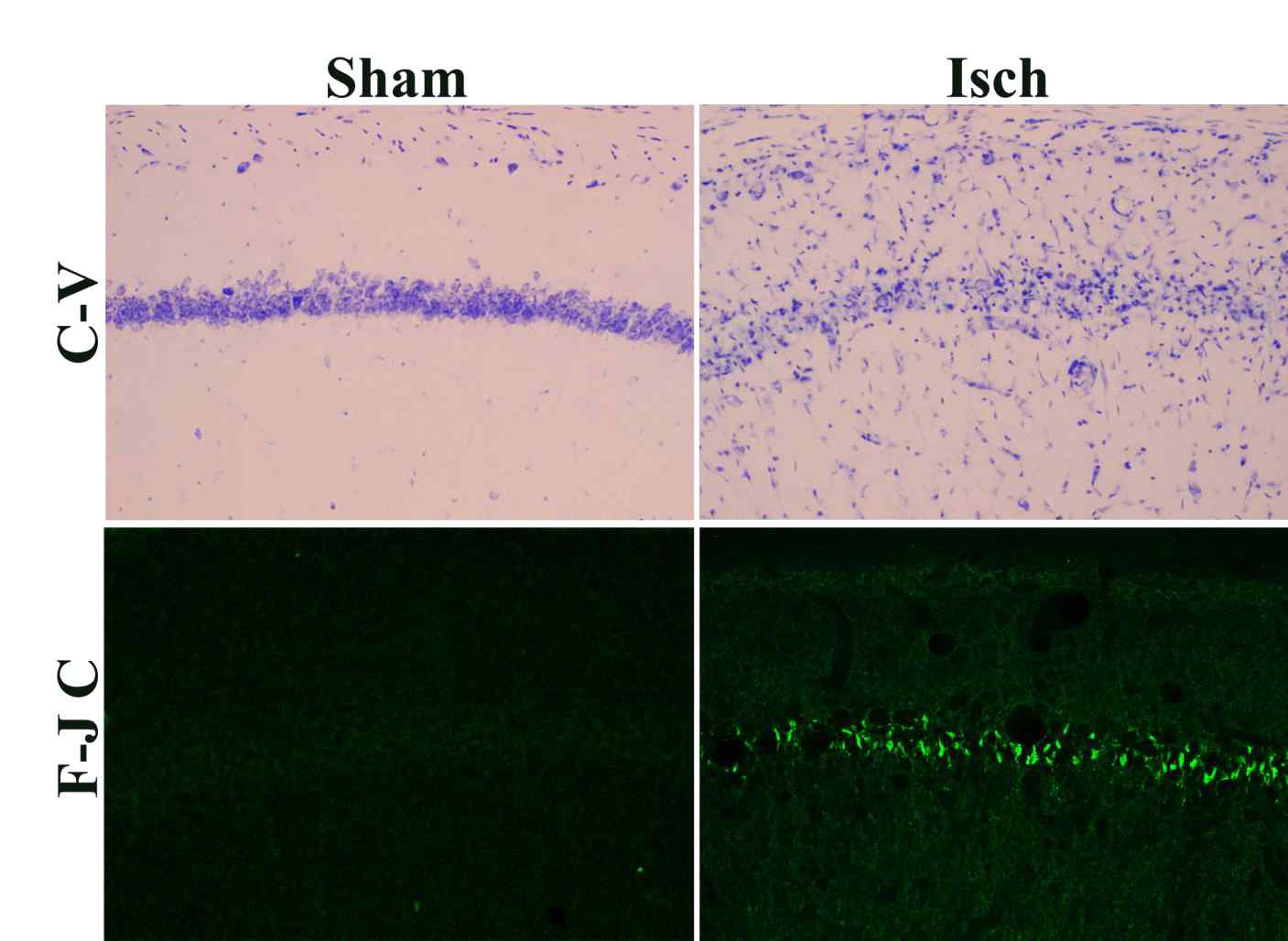 In the sham group, many cresyl violet (C-V) positive cells are observed in the hippocampal CA1 region. In the Isch group, many Fluoro-Jade C (F-J C) positive cells are observed