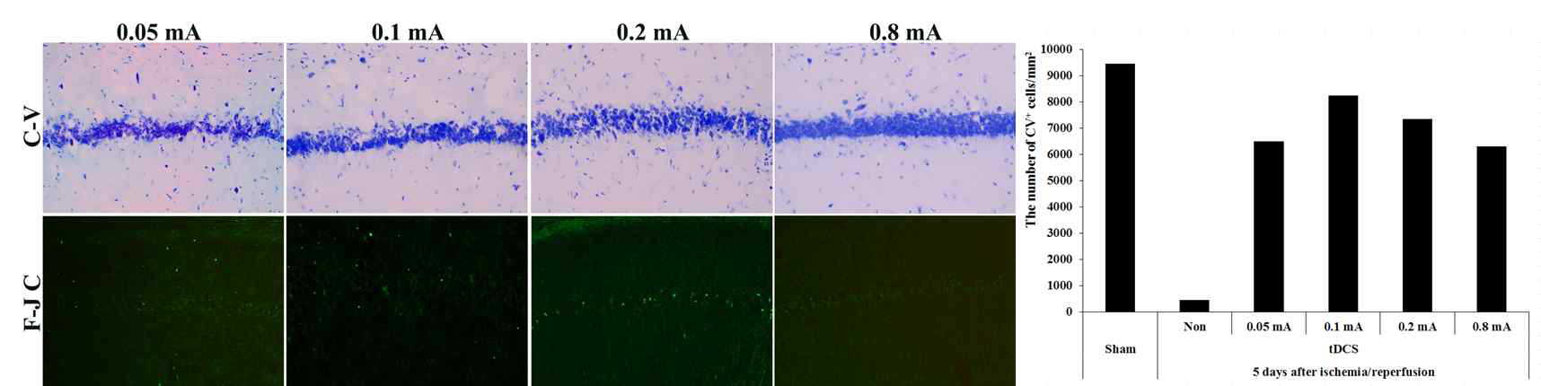 Many C-V positive cells are observed in the hippocampal CA1 region of all tDCS intensities. A few F-J C positive cells are detected in all tDCS intensities. C-V positive cells are most observed in 0.1mA tDCS group: about 90% of sham group