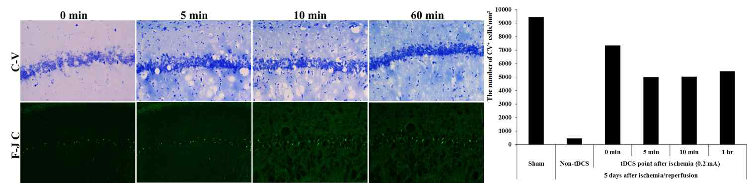 C-V positive cells is observed in all timing to apply of the tDCS. In 5, 10, 60 min group, some F-J C positive cells detected in the hippocampal CA1 region. Result of C-v positive cell count, about 80% neurons survived when tDCS was applied immediately. As time to apply of the tDCS passes by 5 minutes, the survival rate of neurons decreases