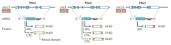 Pim genes, transcripts, and proteins (Nature Reviews Cancer, 2011)