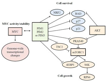 Pim Kinase and its substrates