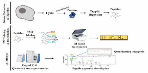 단백체 프로파일링 연구의 전체적인 workflow