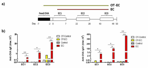 오발부민 경구투여와 경피감작 스케쥴(a)과 혈청 IgE, IgG1 역가 변화(b)