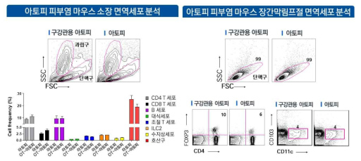 아토피 피부염 마우스 모델의 소장과 장간막림프절 면역세포 분석