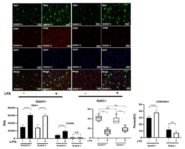 LPS 투여한 신경염증모델에서 Gab2 knockout 생쥐의 미세아교세포 내 리소좀 마커 CD68 감소