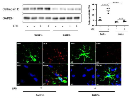 LPS 투여한 신경염증모델에서 Gab2 knockout 생쥐에서 미세아교세포 내 Cathepsin D 감소