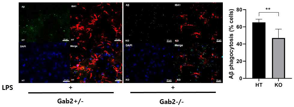 LPS 투여한 신경염증모델의 Gab2 knockout 생쥐에서 미세아교세포의 Aβ phagocytosis가 감소