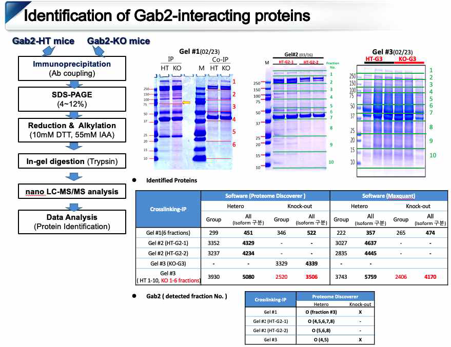 Gab2 wild type 과 Gab2 KO protein sample에서 anti-Gab2 antibody로 면역침전하고 특이적으로 결함하는 단백질을 스트리닝함