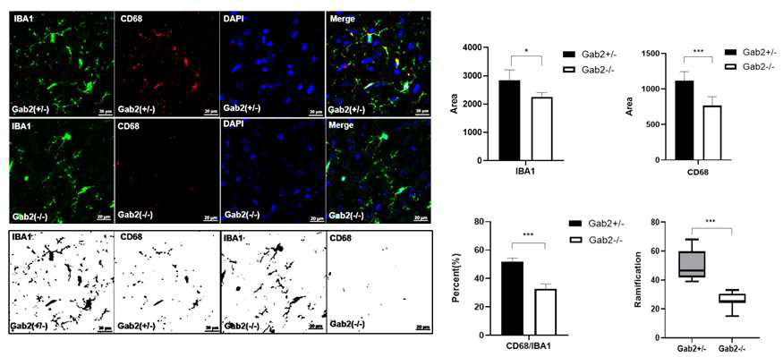 출생후 2주째 Gab2 knockout 생쥐 뇌의 면역형광염색 결과 미세아교세포 발달 및 미세아교세포 내 리소좀 활성화가 감소
