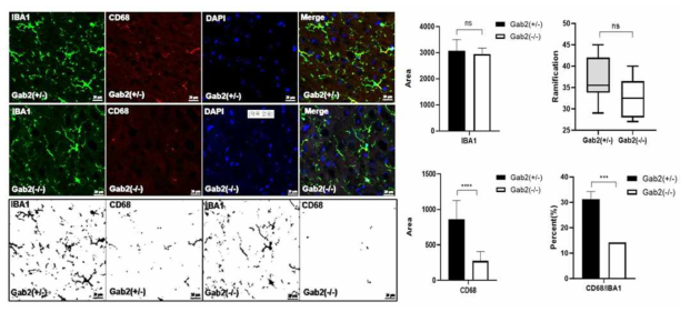 출생후 2개월째 Gab2 knockout 생쥐 뇌의 면역형광염색 결과 미세아교세포 내 리소좀 활성화가 감소
