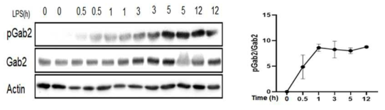 배양된 BV-2 미세아교세포에 LPS 투여 후 Gab2의 티로신 인산화 변화