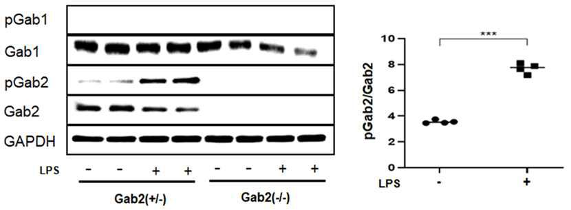 마우스에 LPS 투여 후 Gab2 knockout 생쥐 뇌의 Gab1 및 Gab2 단백질 발현양과 인산화