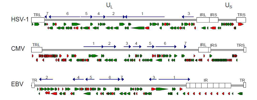헤르페스바이러스(HSV-1, CMV, EBV) DNA 게놈구조