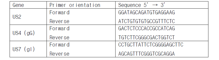 HSV-1 유전형 분석을 위한 primer sequence