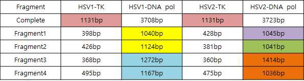 HSV-1, HSV-2의 thymidine kinase (TK) 및 DNA polymerase (DNA pol) 유전자 PCR fragment