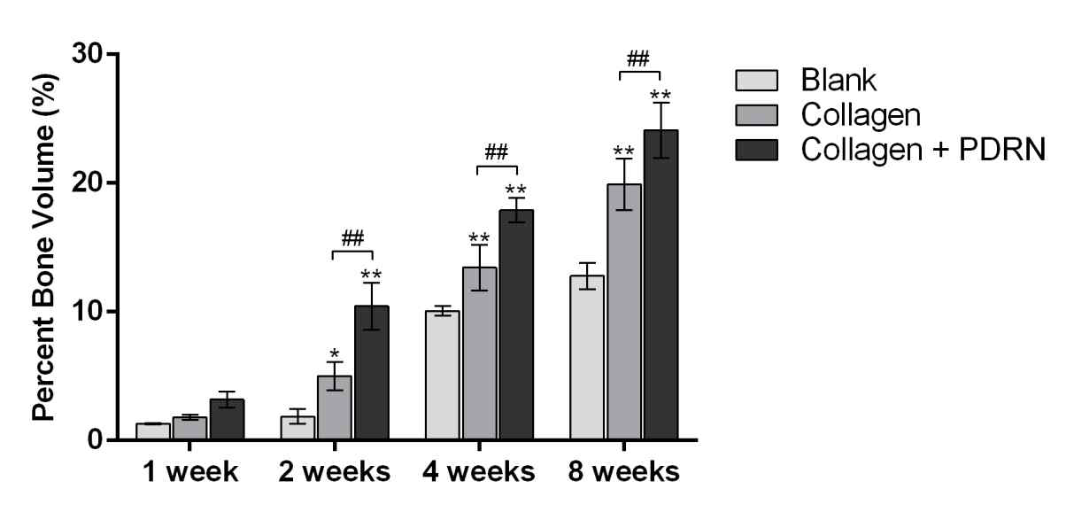 Quantification of the percentile of newly bone volume of rabbit calvarial defects after 1-8 weeks. Newly bone volume in Collagen + PDRN group was evidently enhanced compared with blank and collagen groups. Each column represents the mean ± SD. *p < 0.05 and **p < 0.01 compared with blank defects. #p < 0.05 and ##p < 0.01 compared with collagen defects