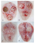 Macroscopic finding. (A) postoperative 1 week (B) 2 weeks (C) 4 weeks (D) 8 weeks