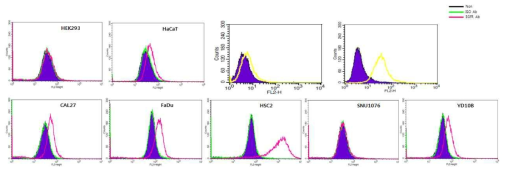 두경부암 세포주에서 EGFR 의 Ab binding affinity