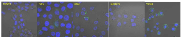 두경부암 세포주에서 EGFR aptamer CL4 의 binding (IF)