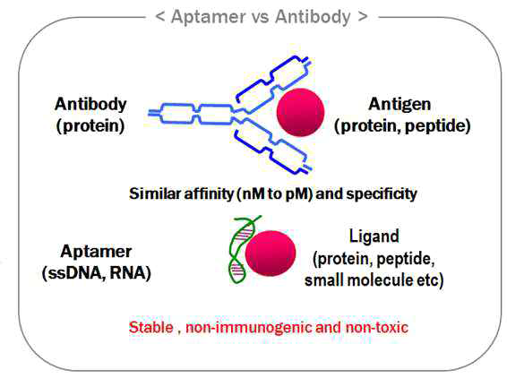 Aptamer 와 Antibody 의 차이점