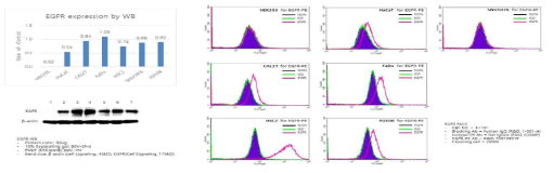 두경부 암세포주와 HEK293에서 EGFR 의 발현 PCR, western blot, FACS