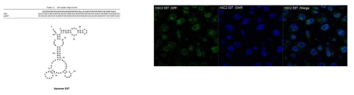 EGFR target aptamer E07, HSC2 cell에서 E07 의 binding에 confocal image