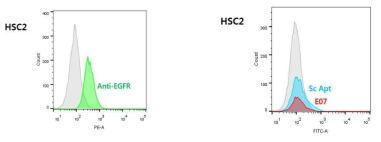 HSC2에서 anti EGFR Ab 과 E07 aptamer 의 binding assay
