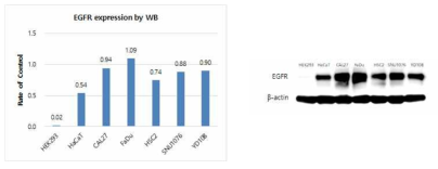 두경부암 세포주에서 EGFR 의 발현양 (Western blot)