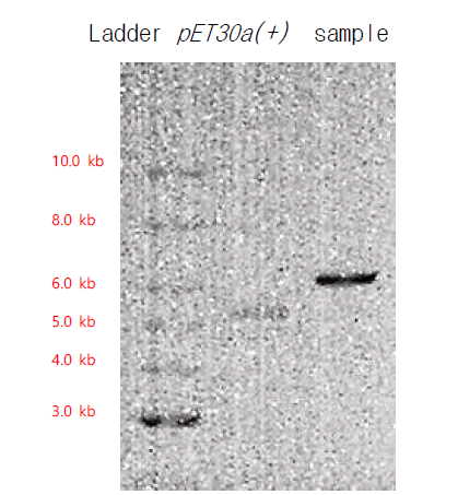 Ligation 확인을 위해 single digestion enzyme reaction 진행하여 확인한 결과