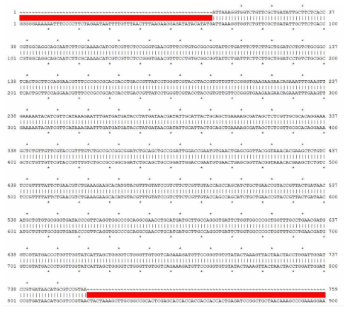 Codon optimization된 tPA-SPD (위) 와 ligation한 tPA-SPD pET30a(+)(아래) 염기서열을 비교한 결과 (Ape program 사용)